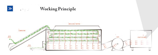 Mesh Belt Drying Equipment