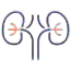 Nephrology
