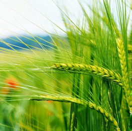 AGRICULTURE